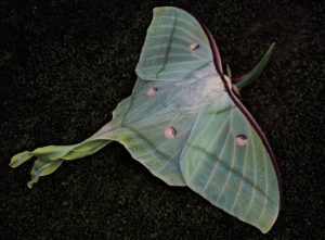 What Are Moths Attracted To Outside