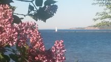 Lilacs and Lighthouses